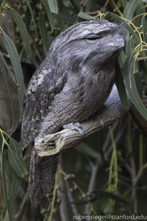 tawny frogmouth